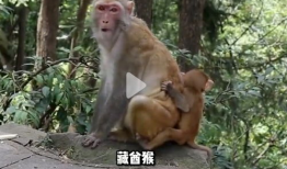 猴子视频,趣味横生的动物世界瞬间